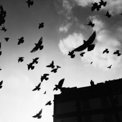 Be Fly
